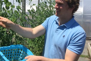 Sam Wells (Picking Snap Peas at Renewal Farm in Garrison, NY) (1)